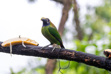 A Northern Emerald-Toucanet in Costa Rica
