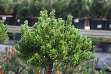 pine runners, coniferous seedlings for sale in a nursery, coniferous seedlings, landscape design, 2
