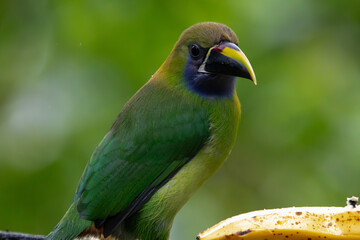 A Northern Emerald-Toucanet in Costa Rica