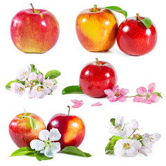 Set of shiny juicy red apples with apple blossoms and leaves isolated on white.