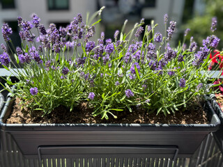 Blooming purple lavender in balcony garden close up
