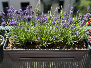 Blooming purple lavender in balcony garden close up