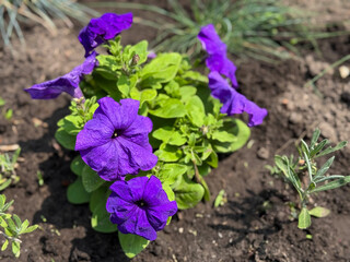 Beautiful blooming purple blue Petunias bell flowers growing on flowers bed close up