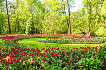 Blooming colorful tulips in the park. Tulip festival.
