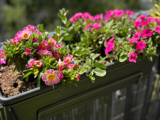 Beautiful blooming pink Calibrachoa decorative bell flowers in flower pot close up in balcony terrace garden