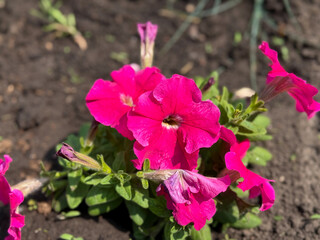 Beautiful blooming pink white Petunias bell flowers growing on flowers bed close up
