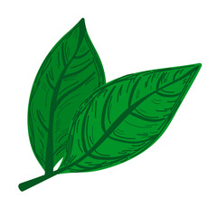 Hand-drawn green leaves. Sketch botanical illustration with textured details. For eco designs, stickers, or natural product labels