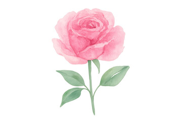 Fototapeta premium Watercolor painting of a single pink rose with green leaves, isolated on a transparent background, perfect for romantic designs