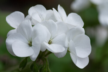 White pelargonium flowers close-up, storksbill. Pelargonium zonale is a species of plant in the Geranium family.