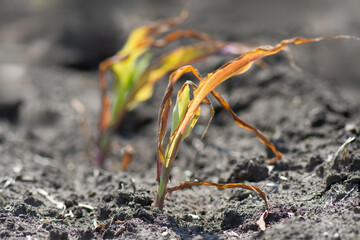 Small corn sprouts in a farm field. Drought and climate change, arid conditions for growing organic crops.