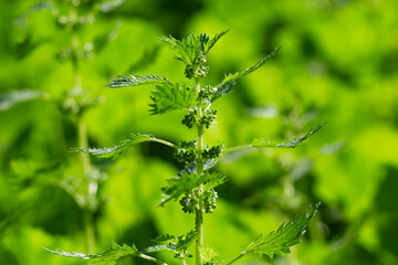 Young shoots of nettle (Urtica urens ). Natural green grass background. Medicinal plants for homeopathy medicine.