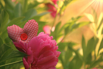 herz mit rose liebe