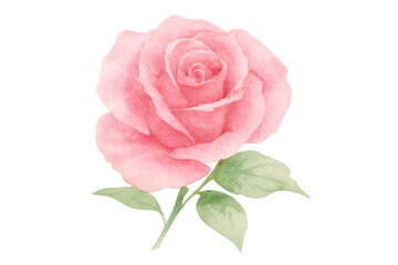 Fototapeta premium Soft pink rose blooming, watercolor illustration with transparent background, perfect for romantic design elements