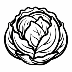 cabbage vector illustration