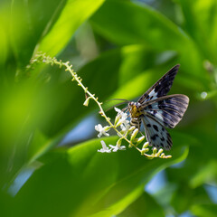 False Tiger Moth Resting on White Blossoms – Nature’s Elegance