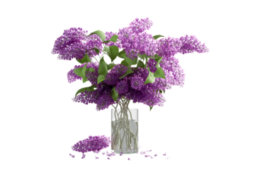 bouquet of lilac flowers on glass vase isolated on white