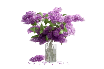 Fototapete Lila bouquet of lilac flowers on glass vase isolated on white  © Hanh