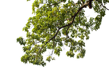 green tree isolated on white