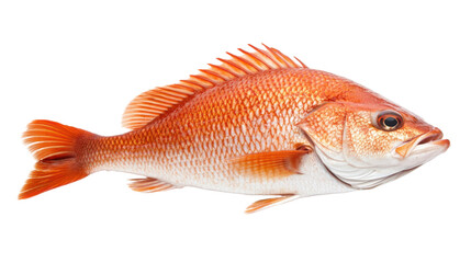 Siamese fighting fish on white background