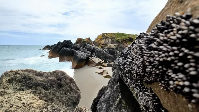 Close up of clusters of goose barnacles attached to a coastal rock formation on a beach, seaside scenery and background landscape