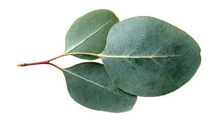 Top view of leaf green eucalyptus branch leaves isolated on transparent background