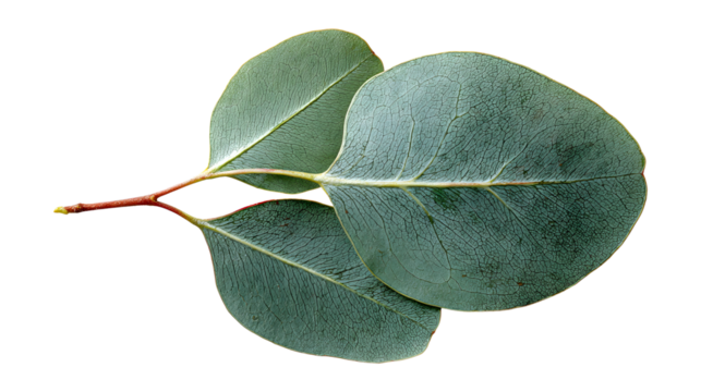 Top view of leaf green eucalyptus branch leaves isolated on transparent background