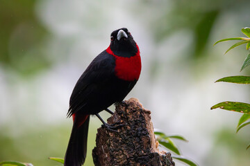 Crimson-collared Tanager in Costa Rica