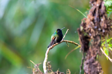 A Black-bellied Hummingbird in Costa Rica
