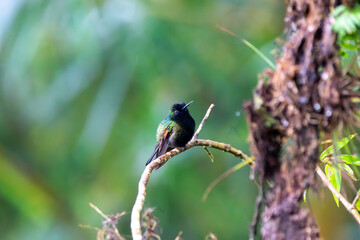 A Black-bellied Hummingbird in Costa Rica