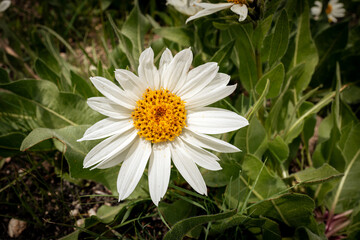 Single small daisy closeup in nature