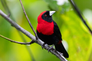 Crimson-collared Tanager in Costa Rica