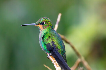 A Green-crowned Brilliant in Costa Rica