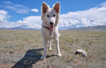 White Swiss Shepherd Dog walking  in Altai steppe.