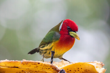 A Red-headed Barbet in Costa Rica