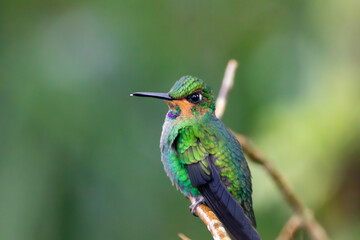 Fototapeta premium A Green-crowned Brilliant in Costa Rica