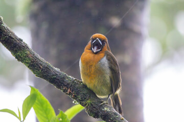 A Prong-billed Barbet in Costa Rica