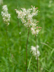 Die Nahaufnahme zeigt blühendes Kleines Mädesüß (Filipendula vulgaris) auf einer Wiese.