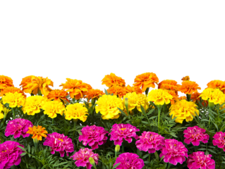 Vibrant Marigold Border A Colorful Floral Display of Yellow, Orange, and Pink Blossoms