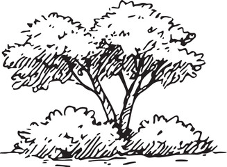 This hand-drawn black-and-white sketch depicts a lush, rounded tree with dense foliage, ideal for nature-themed designs, illustrations, or landscaping art. Its organic shape and detailed leaves 