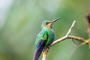 A Green-crowned Brilliant in Costa Rica