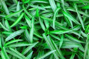Fototapeta premium Fresh Water Spinach: Vibrant Green Harvest