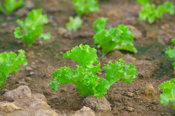 Young Lettuce Sprouts: Organic Garden Growth