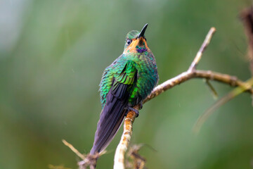 A Green-crowned Brilliant in Costa Rica