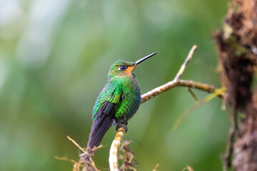 Fototapeta premium A Green-crowned Brilliant in Costa Rica
