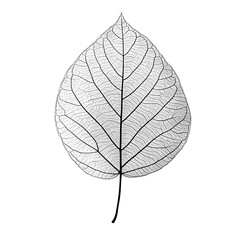 Obraz premium Black and white leaves on branch, png clipart transparent background