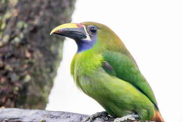 A Northern Emerald-Toucanet in Costa Rica
