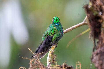 A Green-crowned Brilliant in Costa Rica