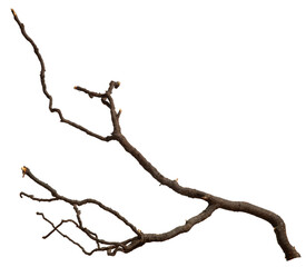Bare branch without leaves or root on isolated background. Dry tree in winter or during drought. © TSViPhoto