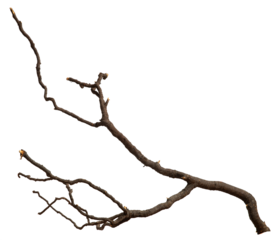 Bare branch without leaves or root on isolated background. Dry tree in winter or during drought.
