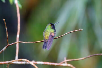 A Black-bellied Hummingbird in Costa Rica